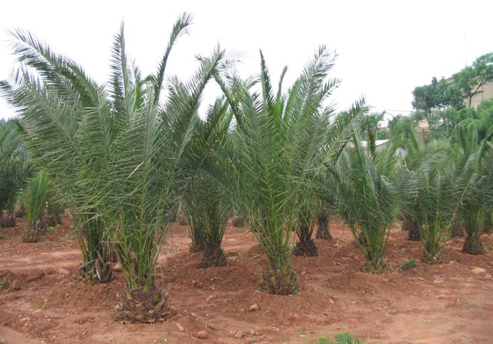 Phoenix canariensis seed